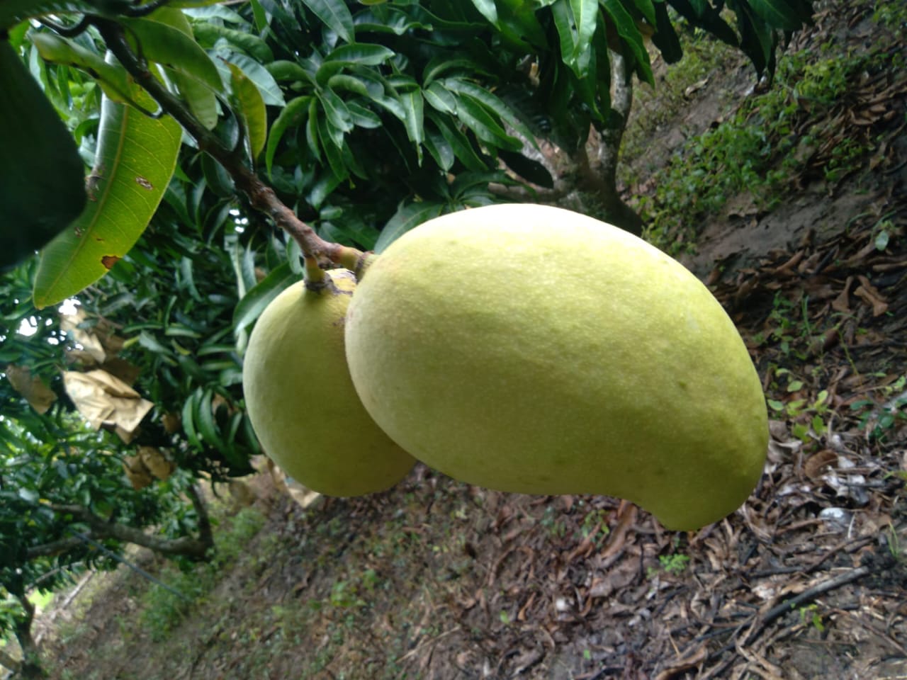 TJC Mango Fruits