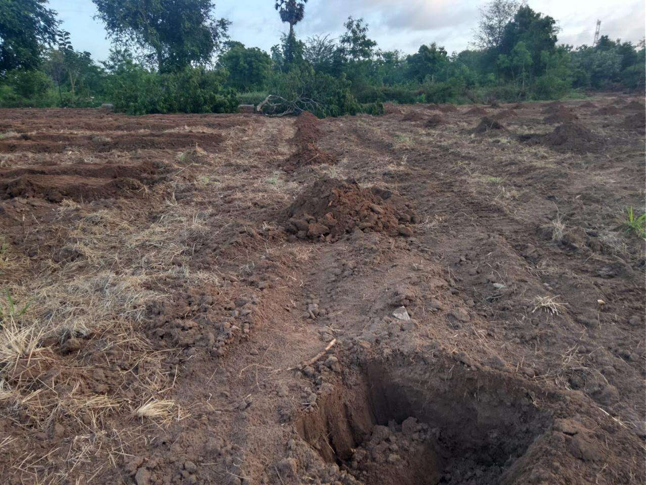 Mango Planting